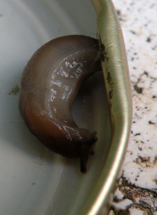 Deja vu: Lehmannia valentiana